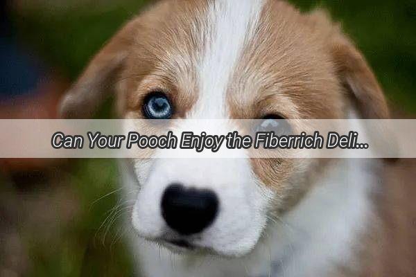 Can Your Pooch Enjoy the Fiberrich Delights Unveiling the Truth About Doggy Fiber Foods